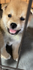 柴犬・豆柴 子犬 探す 熊本柴犬 9890