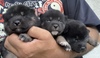 柴犬・豆柴 子犬 探す 黒柴の男の子&女の子 9891
