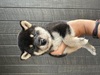 柴犬・豆柴 子犬 探す 柴犬 9892