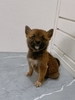 柴犬・豆柴 子犬 探す KC豆柴女の子 9895