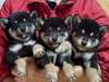 柴犬・豆柴 子犬 探す 可愛い仔犬黒毛オスの... 9913