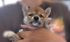 柴犬・豆柴 子犬 探す 赤柴の小さい女の子 9916