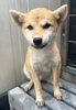 柴犬・豆柴 子犬 探す 11/9までにご見学、お... 9928