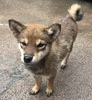 柴犬・豆柴 子犬 探す 11/9までにご見学、お... 9929