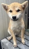 柴犬・豆柴 子犬 探す 赤柴 女の子 9959