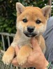 柴犬・豆柴 子犬 探す メス ★受賞犬の子★ 9960