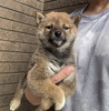 柴犬・豆柴 子犬 探す 元気いっぱい。可愛い... 9962
