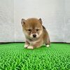 柴犬・豆柴 子犬 探す お豆ちゃん 9975