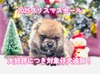 柴犬・豆柴 子犬 探す クリスマスセール開催... 9976