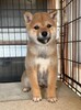 柴犬・豆柴 子犬 探す ★柴犬 赤 オス 日... 9980