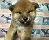 柴犬・豆柴 子犬 探す 一人っ子 おっとりし... 9999