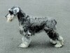 シュナウザー 子犬 探す 【成犬】本格的なシュ... 5416