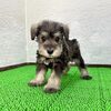 シュナウザー 子犬 探す トントンくん 5482