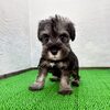 シュナウザー 子犬 探す シュナ(イカ君) 5484