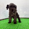 シュナウザー 子犬 探す シュナ(モカ君) 5486