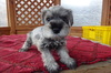 シュナウザー 子犬 探す ソルト&ペッパー女の... 5509