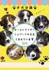 オーストラリアン・シェパード 子犬 探す !!期間限定!! オゥシ... 584