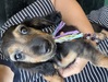 ダックスフンド (スタンダード) 子犬 探す 可愛い男の子 215