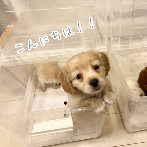 決まりました 値下げ 垂れ目ダックス マル No ミニチュア ダックスフンド 子犬販売 犬の出産情報 Dogoo Com