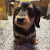 ミニチュア・ダックスフンド 子犬 探す ミニチュアダックス  ... 25332