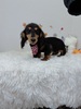 ミニチュア・ダックスフンド 子犬 探す 可愛いダックスフンド 25335
