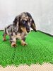ミニチュア・ダックスフンド 子犬 探す ダックス(ドルフィン... 25342
