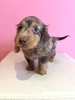 ミニチュア・ダックスフンド 子犬 探す チョコレートダップル... 25356