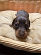 ミニチュア・ダックスフンド 子犬 探す 可愛い女の子です! 25365