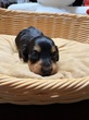 ミニチュア・ダックスフンド 子犬 探す ブラックタンの女の子... 25366