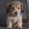 カニンヘン・ダックスフンド 子犬 探す シェーデッドイエロー... 4067