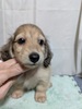 カニンヘン・ダックスフンド 子犬 探す かわいらしいお顔立ち... 4081