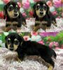カニンヘン・ダックスフンド 子犬 探す しっぽの短いイケメン... 4088