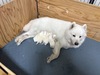 サモエド 子犬 探す 11/26生まれサモエド... 523