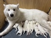 サモエド 子犬 探す 11/28生まれのサモエ... 524