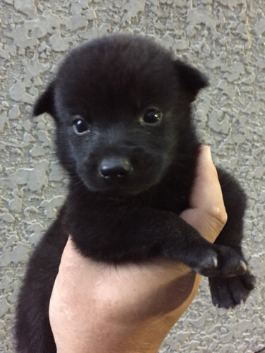 アウトレットセール中 甲斐犬 小さくかわいい黒虎毛 No 2365 甲斐犬 犬の出産情報 子犬販売 Dogoo Com