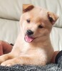 甲斐犬 子犬 探す 雪甲斐犬 白い甲斐犬... 2999