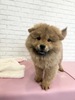 チャウチャウ 子犬 探す レッド1082 326