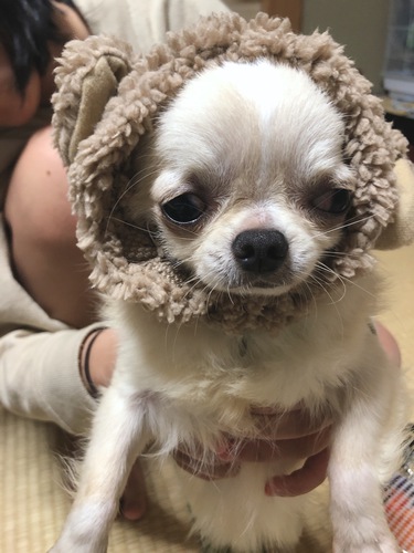 小さくて可愛いおもちくん No 271 チワワ 犬の出産情報 子犬販売 Dogoo Com