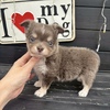 チワワ 子犬 探す ★イザベラホワイトの... 28508