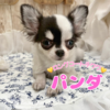 チワワ 子犬 探す ★極小チワワちゃん♪ 28510