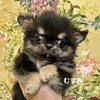 チワワ 子犬 探す 「むすみ」 28528