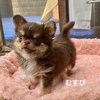 チワワ 子犬 探す 極上レアカラー「むす... 28529