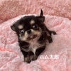 チワワ 子犬 探す ちっこい「ハム太郎」... 28541