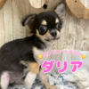 チワワ 子犬 探す ★ダリアちゃん 28556