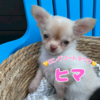 チワワ 子犬 探す ★ひまわりちゃん 28557