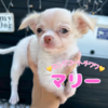 チワワ 子犬 探す ★マリーちゃん 28558