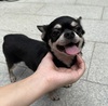チワワ 子犬 探す めちゃんこ人懐っこい... 28560