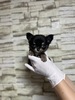 チワワ 子犬 探す ブラックタンホワイト... 28561