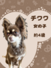 チワワ 子犬 探す チワワの女の子 28572