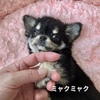 チワワ 子犬 探す ミャクミャク 28577